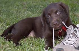 Search for results at sprask. Coco The Chocolate Lab Chocolate Lab Puppies Chocolate Lab Cute Dogs