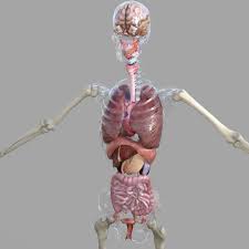 Human Female Anatomy 3d Model Female Anatomy 3d Model Female Human