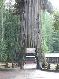 Check spelling or type a new query. Chandelier Tree Wikipedia