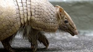 Armadillo Animal Information - Mammal With A Shell!