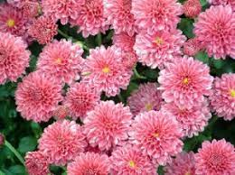 Home chrysanthemum flower growing in pots