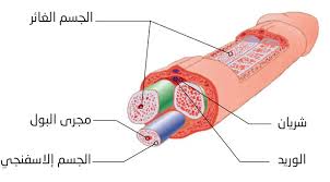 هذه المقالة بحاجة لمراجعة خبير مختص في مجالها. Ù†Ø¨Ø§ØªÙŠ Ø§Ù„Ù…ÙˆØ§Ø·Ù†Ø© ØµÙˆØª Ø§Ù„Ø±Ø¹Ø¯ ÙƒÙŠÙÙŠØ© ØµÙ†Ø¹ Ø¬Ù‡Ø§Ø² ØªÙƒØ¨ÙŠØ± Ø§Ù„Ø°ÙƒØ± ÙÙŠ Ø§Ù„Ù…Ù†Ø²Ù„ Centhini Resort Com