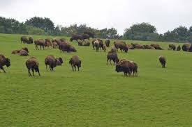 Elevage dans le respect de l'animal et de l'environnement, en plein air. Photo A Muchedent 76590 Reves De Bisons L Elevage Des Bisons Americains Muchedent 266112 Communes Com
