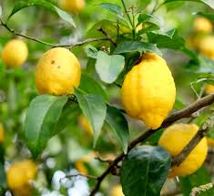 Image result for Citrus × limon
