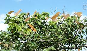 Image result for Isoberlinia