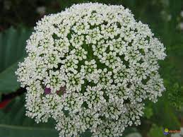 Ammi Majus 300 Seeds Bountiful Garden Garden Edging Fall Flowers