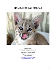 pdf hand rearing bobcats felis rufus