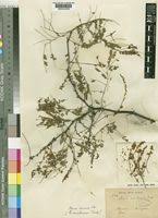 Image result for Acacia rovumae