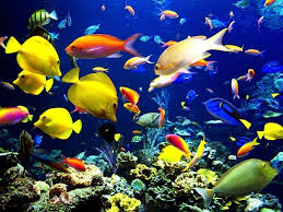 Cute Laptop Backgrounds Wallpaper Cave The best quality and size only with us!