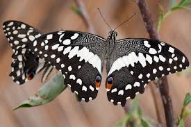 Image result for Deverra burchellii