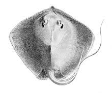 Stingray Wikipedia