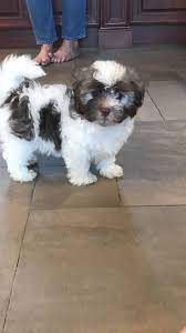 Havanese puppies are affectionate and lively. Havanese Puppies Nc Cost The Y Guide