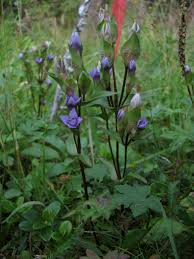 Image result for Swertia pleurogynoides