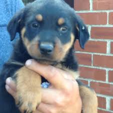 Ask questions and learn about rottweilers at nextdaypets.com. Rottweiler Puppies For Sale Raleigh Nc 321310