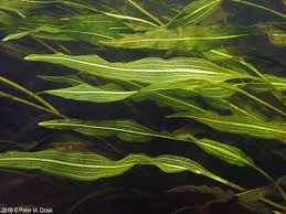 Image result for Potamogeton nodosus