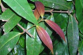 Image result for Syzygium jambos