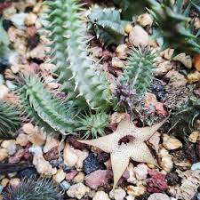 Image result for Huernia levyi
