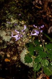 Image result for Ypsilopus erectus