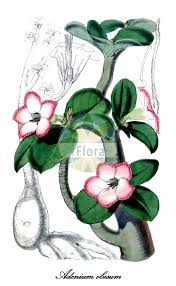 Image result for Isonema infundibuliflorum