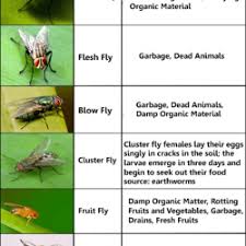 Common Fly Identification Chart Visual Ly