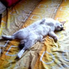 Petrogaz engineering sdn bhd, lumut. Saru Shahrultmz Twitter