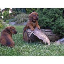 Image result for alpský brakýř jezevčíkovitý