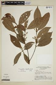 Image result for Chionanthus niloticus