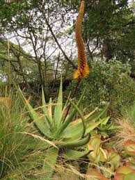 Image result for Aloe spicata