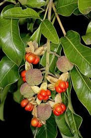 Image result for Bersama lucens