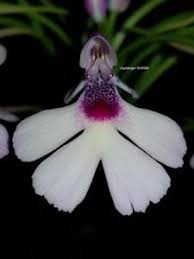 Image result for Cynorkis buchananii