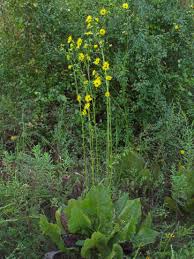 Image result for Schoenoxiphium