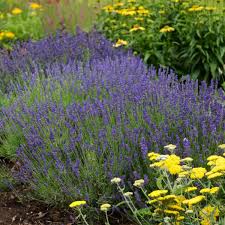 When & where to plant lavender. Plant Profile Lavender Minnesota State Horticultural Society