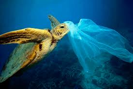 More than 800 animals listed in the report were sea. These Plastic Items Kill Whales Dolphins Turtles And Seabirds