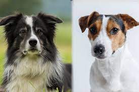Border Jack Border Collie Jack Russell Mix Info Pics Doggie Designer