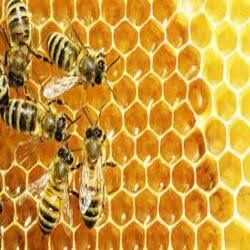 Bee Pest control service product image