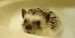 In an effort to stave off hunger, the baby hedgehogs will begin to take food from mama's dish. Daily Squee Bath Time Cute Animals In The Cutest Pictures Ever And Even Cuter Baby Animals Cute Animals Cute Baby Animals Cute Animal Pictures Animal Gifs Gif Animals Cheezburger