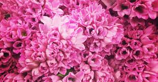 We did not find results for: About G Page Wholesale Flowers