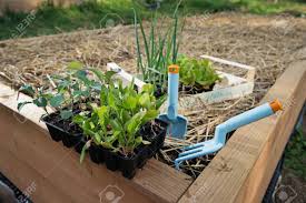 Hence, manual labor is preferable for the extraction and careful removal of weeds. Young Vegetable Plants Ready To Be Planted Inside Raised Garden Bed Using Mulch For Weed Control Water Retention Permaculture Organic Garden Concept Stock Photo Picture And Royalty Free Image Image 95563974