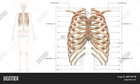 Main anatomical elements of the rib cage. 3d Illustration Image Photo Free Trial Bigstock