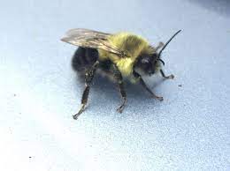 Like other types of bees, the queen and the worker bumble bee can sting, but unlike a honey bee stinger, a bumble bee stinger does not. To Sting Or Not To Sting Wildlife Preservation Canada Blog