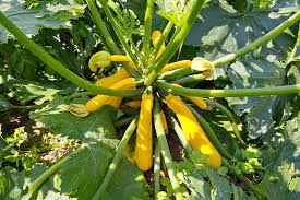 Golden zucchini (or courgette) is a summer squash which means that it is a squash that is harvested while immature and in the state while its rind is still tender and edible. How To Grow Golden Zucchini Gardener S Path