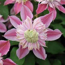 Roses Clematis Josephine Clematis Josephine Clematis Montana Clematis And Roses Together Clematis Balkon Evergreen In 2020 Clematis Pflanzen Clematis Rankhilfe
