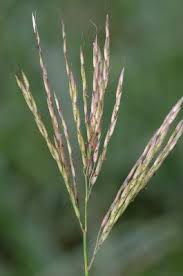 Image result for Arthraxon