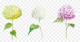 Check spelling or type a new query. Hydrangea Clipart Plant Png Pink Hydrangea Meaning Transparent Png 2508x1200 2584954 Pngfind