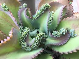 I Know Another Picture Of My Kalanchoe But She S Just Perfect Motherofmillions Succulent Kalanchoe By R Succulents Succulent Gardening Planting Succulents