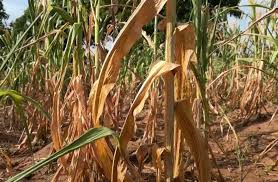 Image result for Ceropegia togoensis