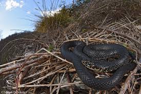 Image result for Isoglossa vulcanicola