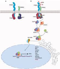Maybe you would like to learn more about one of these? Frontiers Revisiting Pleiotropic Effects Of Type I Interferons Rationale For Its Prophylactic And Therapeutic Use Against Sars Cov 2 Immunology