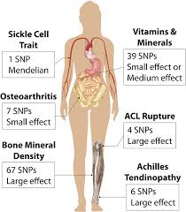 The human back, also called the dorsum, is the large posterior area of the human body, rising from the top of the buttocks to the back of the neck. Areas Of Interest For Genetic Markers Six Sports Related Categories Download Scientific Diagram