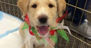 Stormy, The Adorable Puppy Rescued From West Dallas Drain, Has A Home For  The Holidays